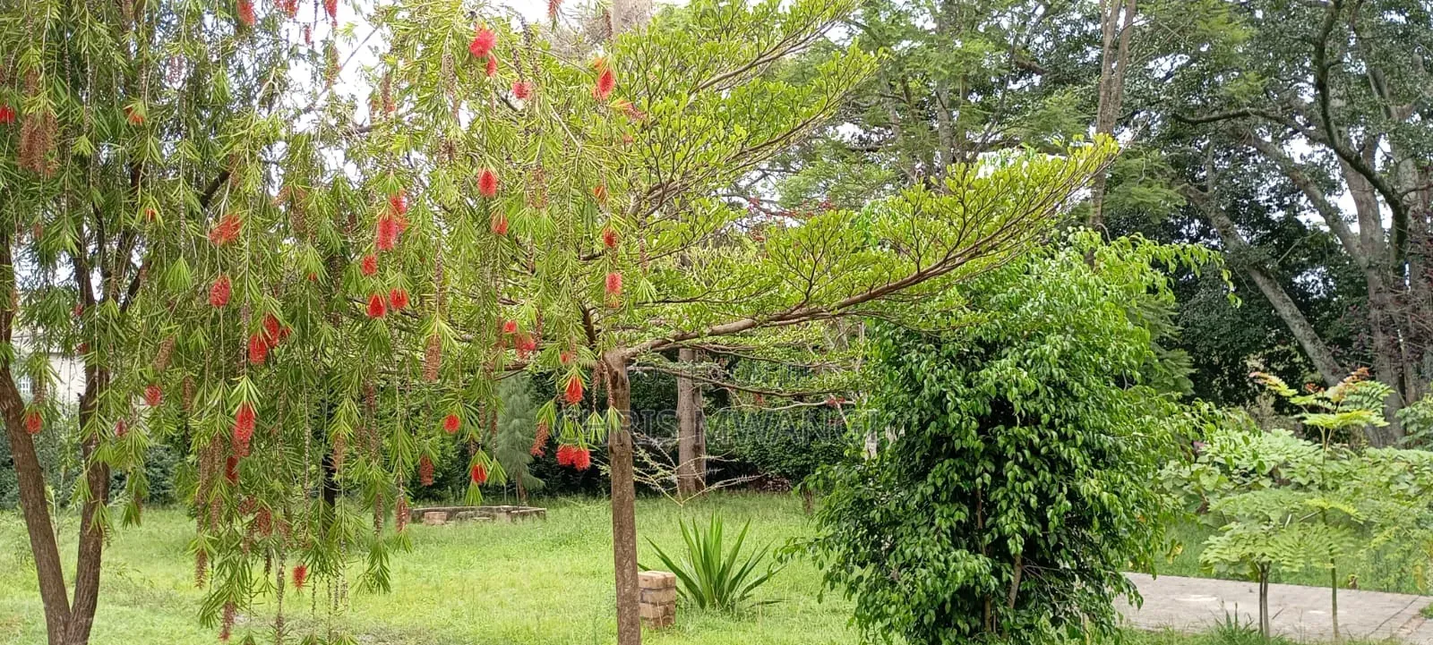 6bdrm Mansion in Runda Flame Tree for rent