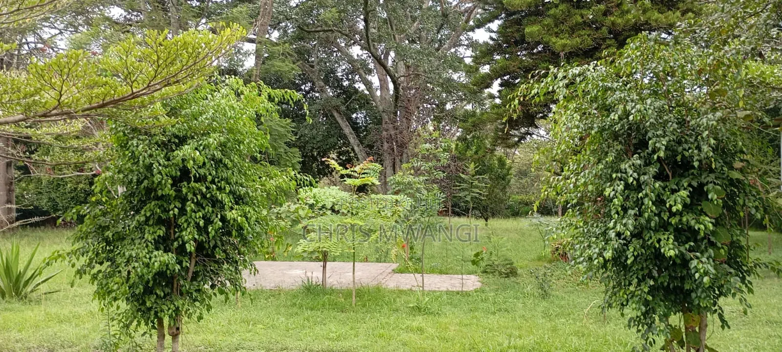 6bdrm Mansion in Runda Flame Tree for rent