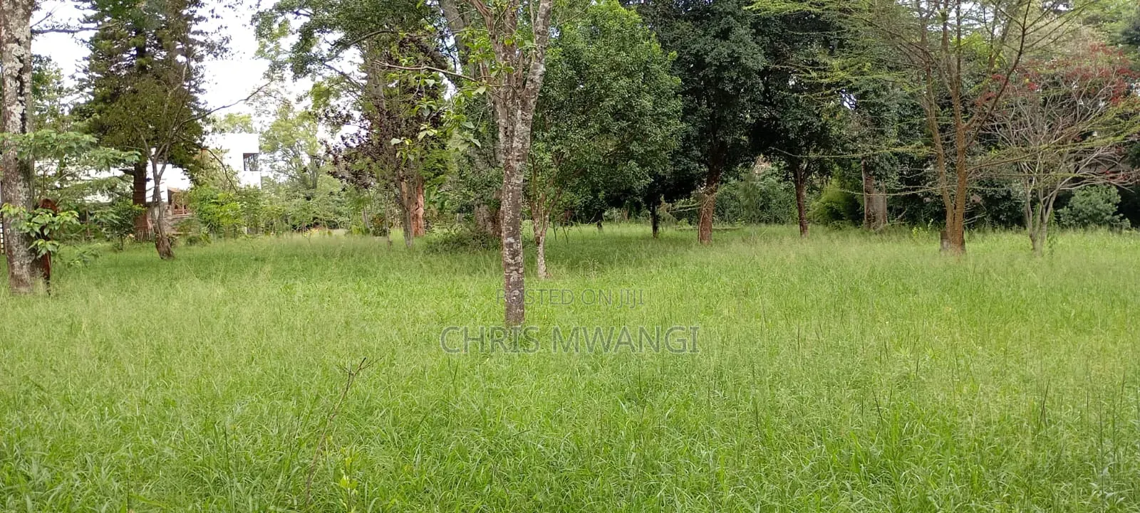 6bdrm Mansion in Runda Flame Tree for rent
