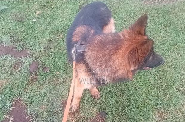 1+ year Male Purebred German Shepherd - main view