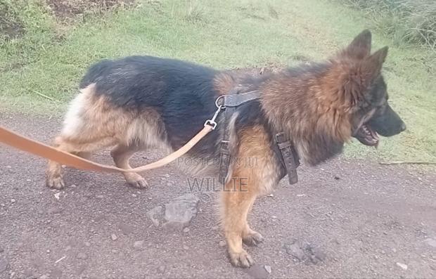 1+ year Male Purebred German Shepherd - thumbnail 2