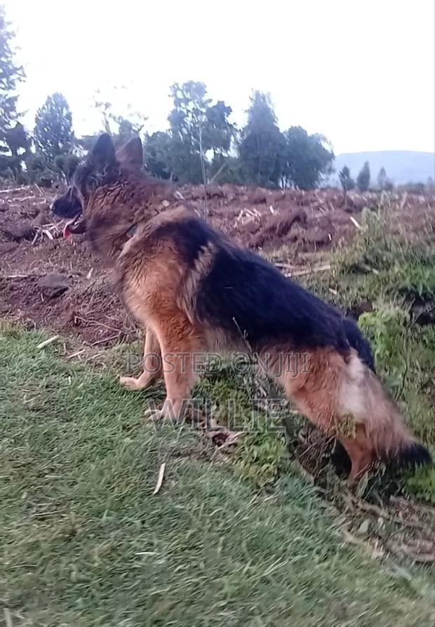 1+ year Male Purebred German Shepherd - thumbnail 3