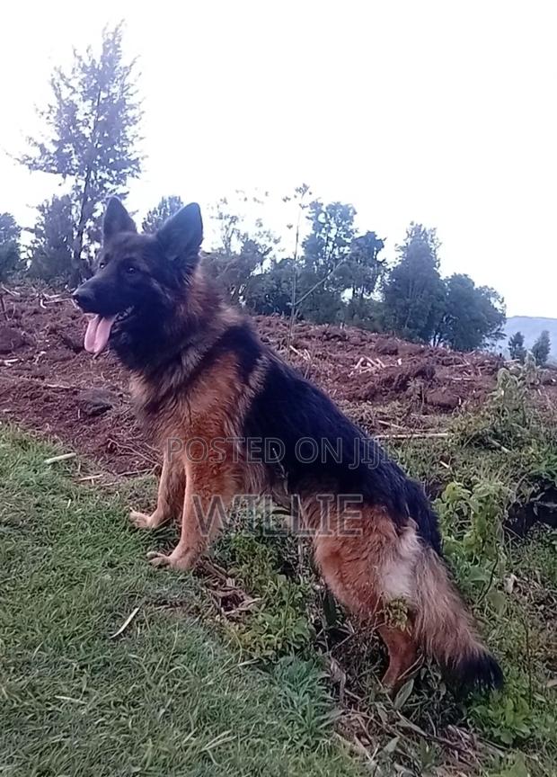 1+ year Male Purebred German Shepherd - thumbnail 4