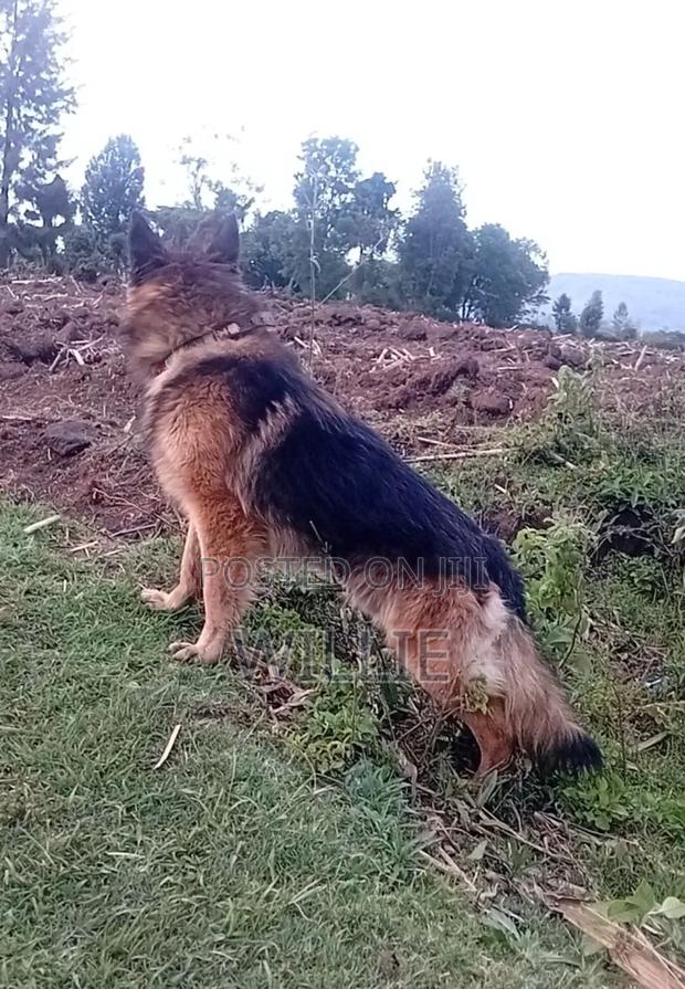 1+ year Male Purebred German Shepherd - thumbnail 5