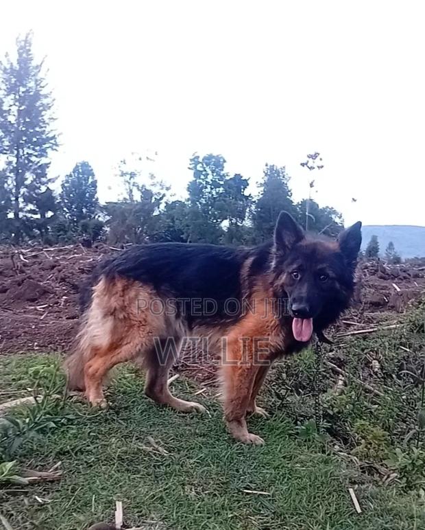 1+ year Male Purebred German Shepherd - thumbnail 6