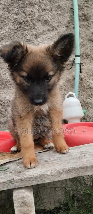 1-3 months Female Mixed Breed German Shepherd - thumbnail 2