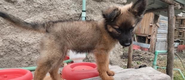 1-3 months Female Mixed Breed German Shepherd - thumbnail 3