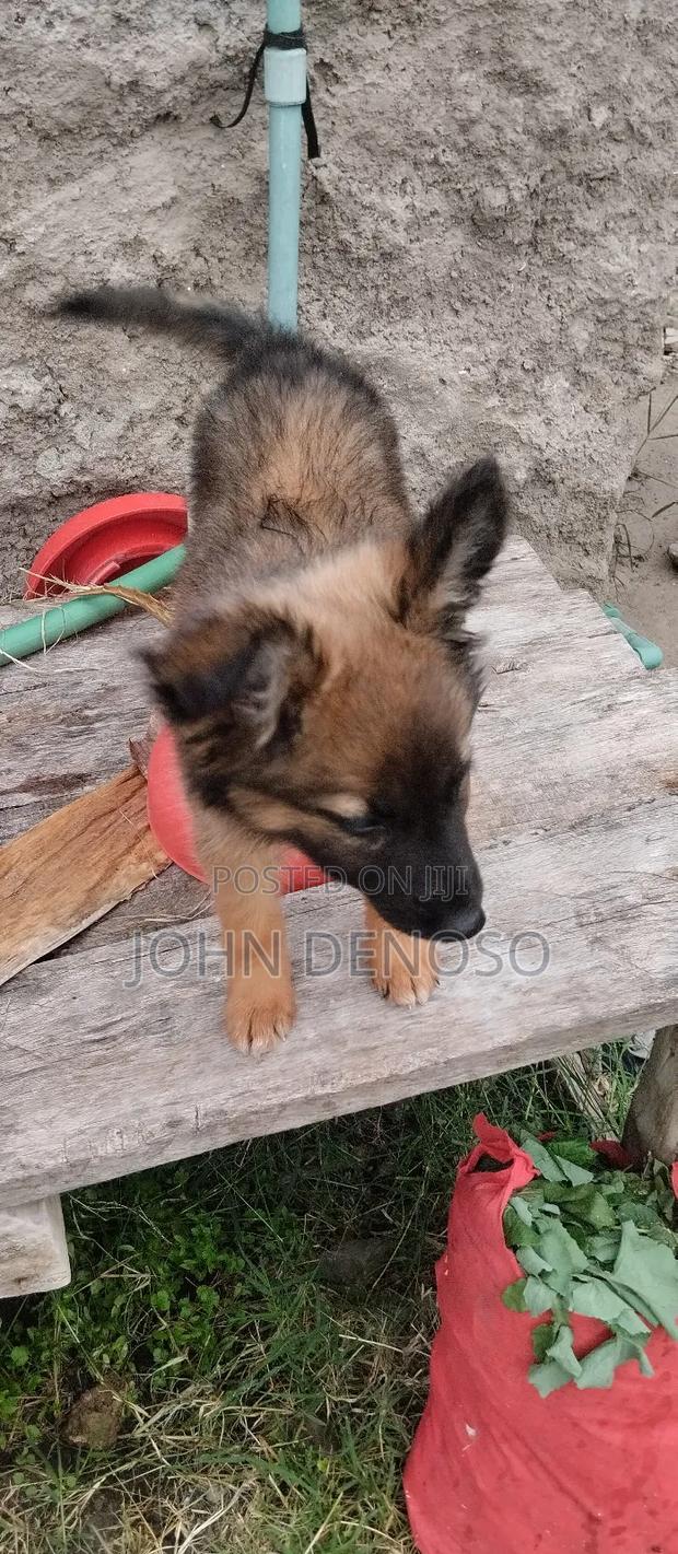 1-3 months Female Mixed Breed German Shepherd - thumbnail 5