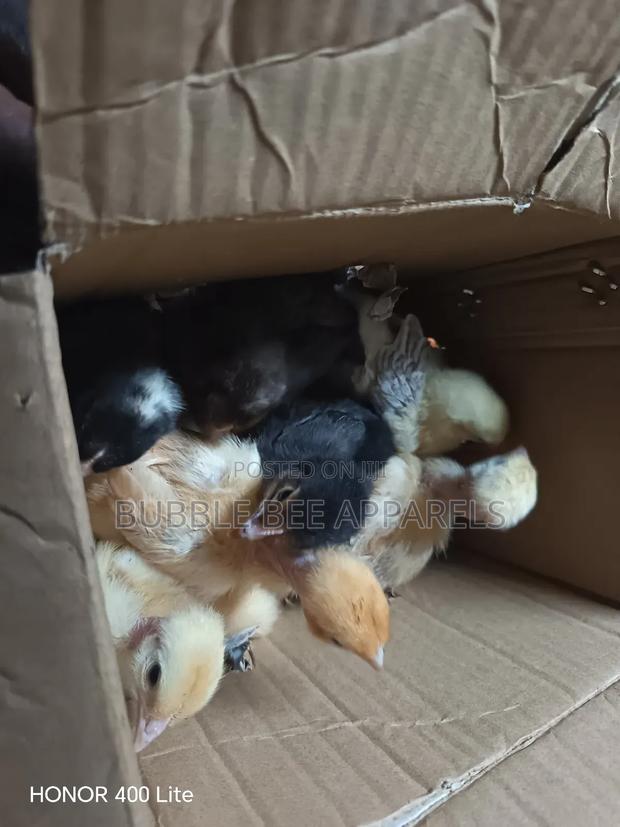 Chicks: Sasso Kienyeji Improved