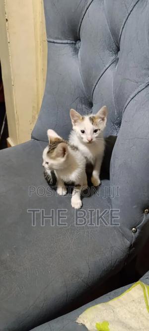 1-3 months Male Mixed Breed American Shorthair - thumbnail 2