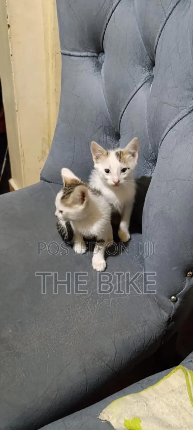 1-3 months Male Mixed Breed American Shorthair