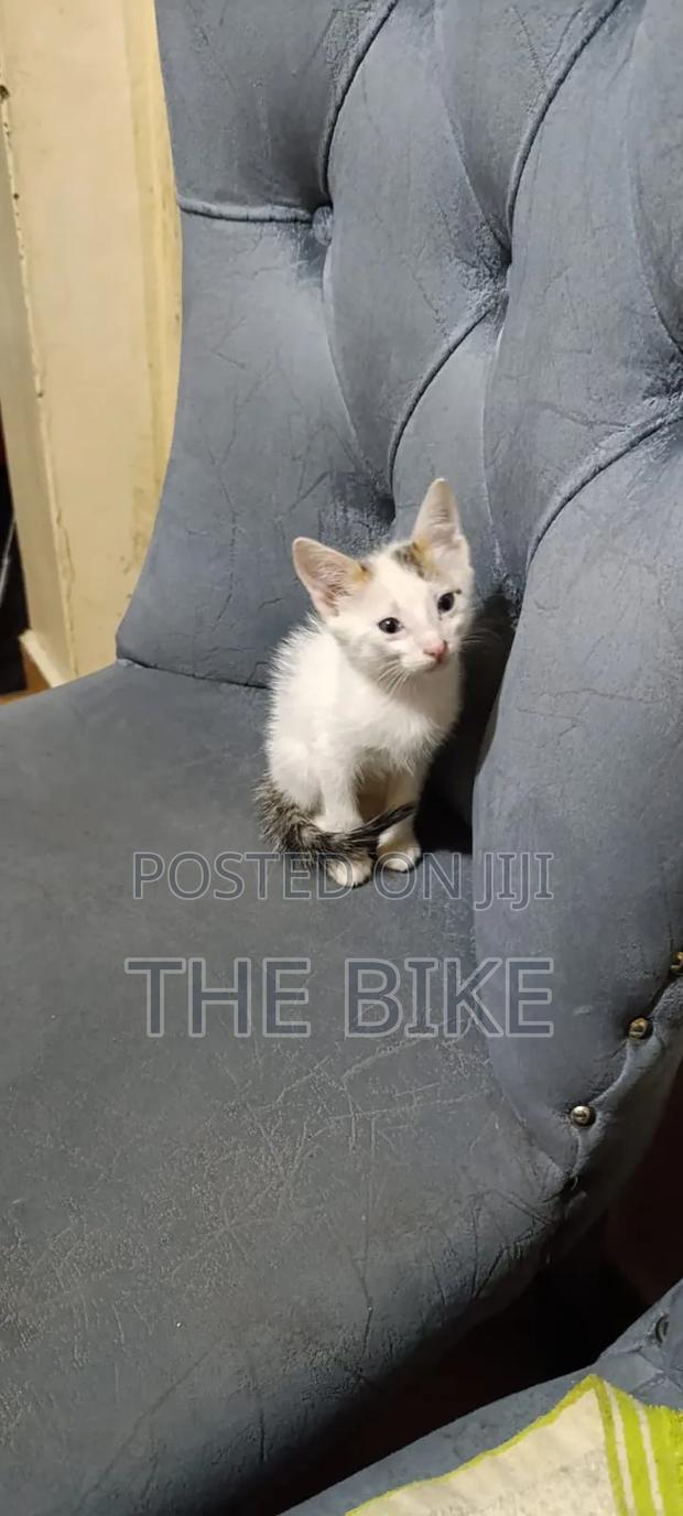 1-3 months Male Mixed Breed American Shorthair - thumbnail 3