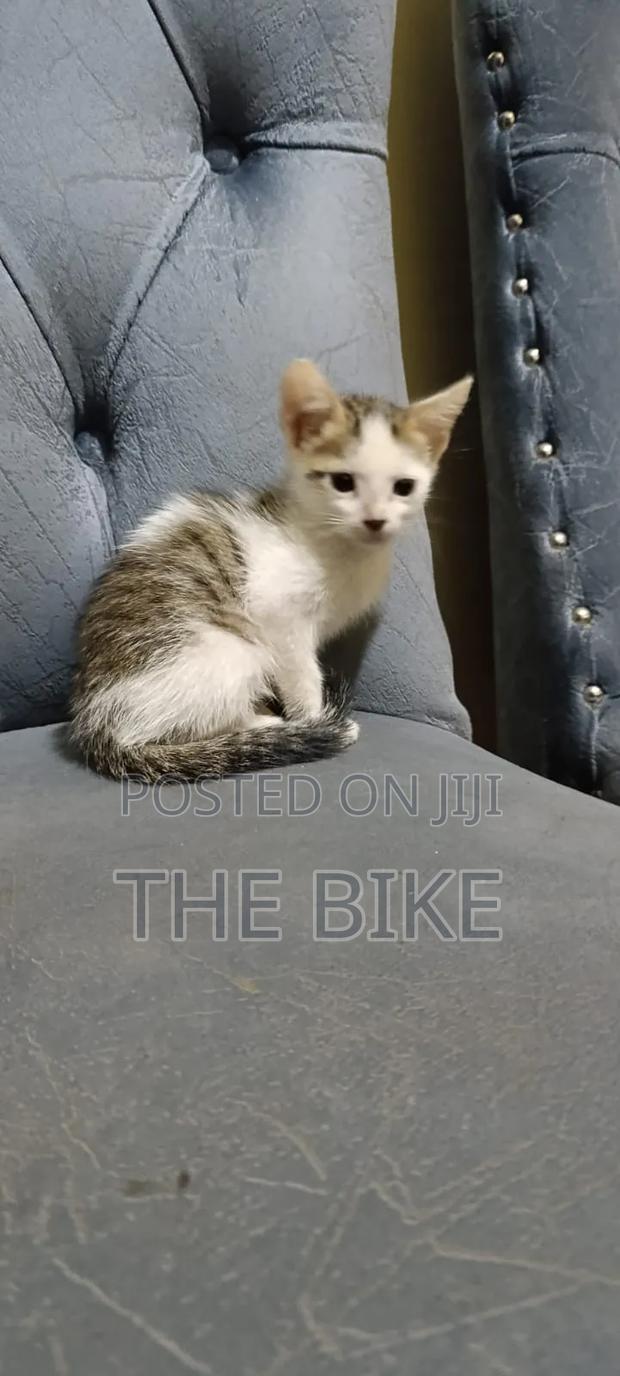 1-3 months Male Mixed Breed American Shorthair - thumbnail 4