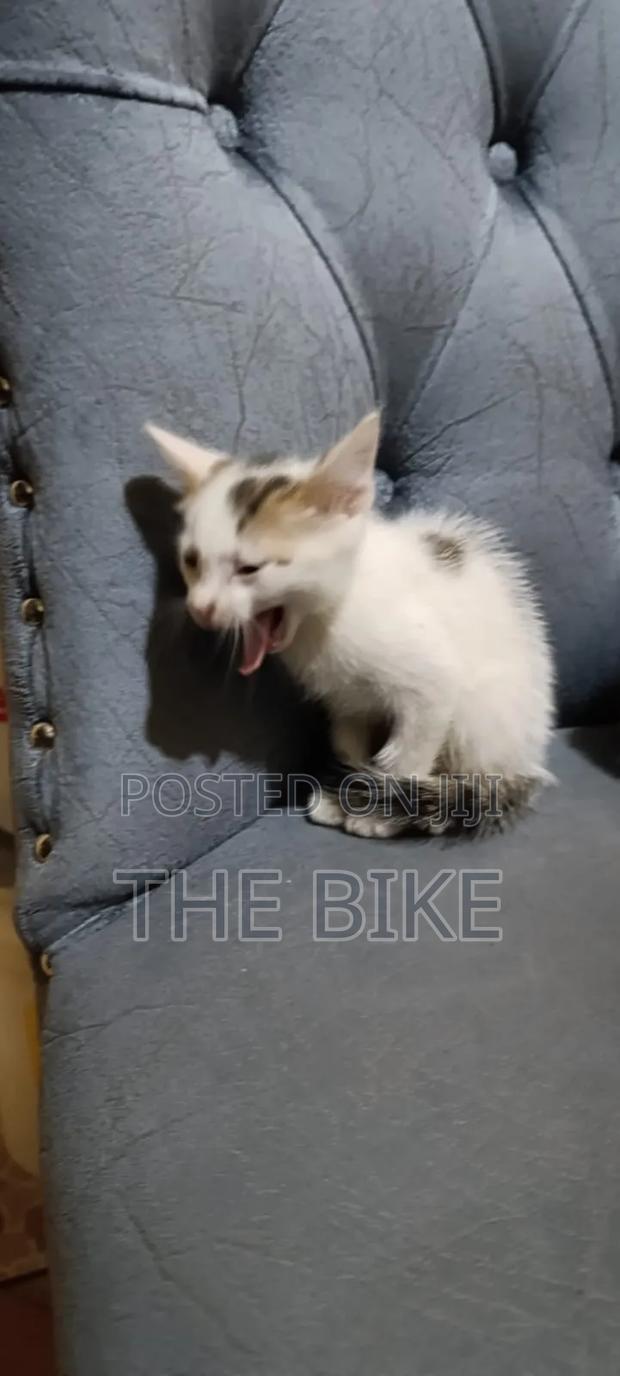 1-3 months Male Mixed Breed American Shorthair - thumbnail 5