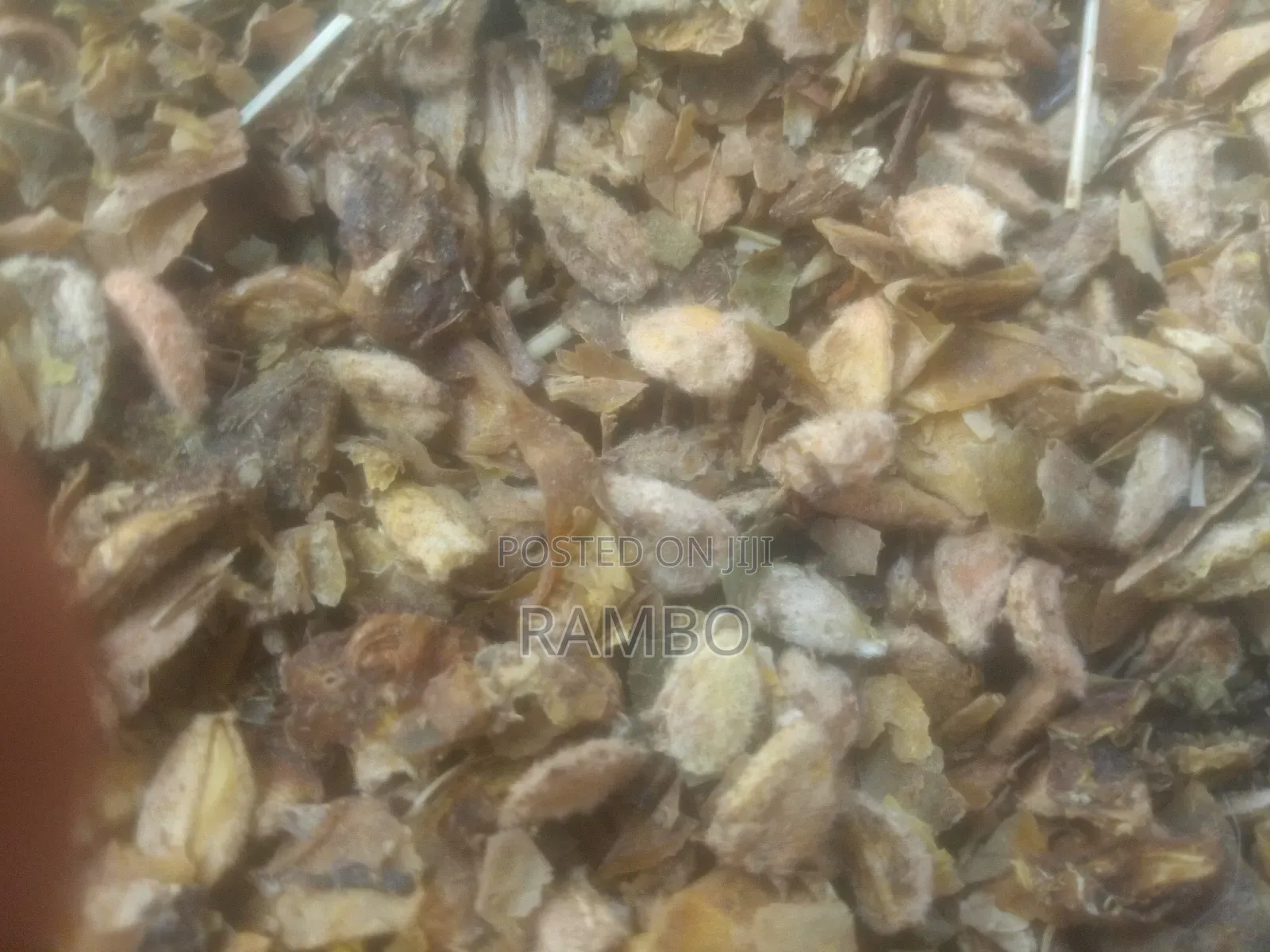 Kei Apple Seeds For Fence / Kayaba Seedlings And Seeds Available