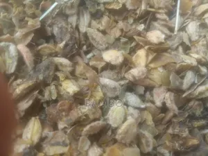 Kei Apple Seeds For Fence / Kayaba Seedlings And Seeds Available