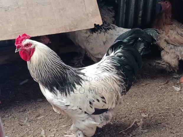 Ornamental Birds - main view