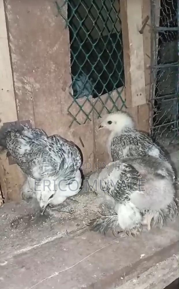 Ornamental Birds - thumbnail 2