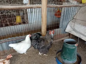 Ornamental Birds