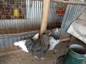Ornamental Birds