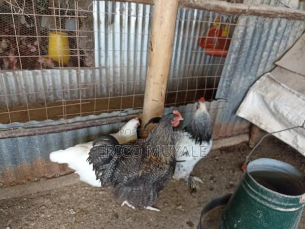 Ornamental Birds - thumbnail 4