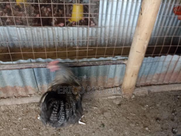 Ornamental Birds - thumbnail 5