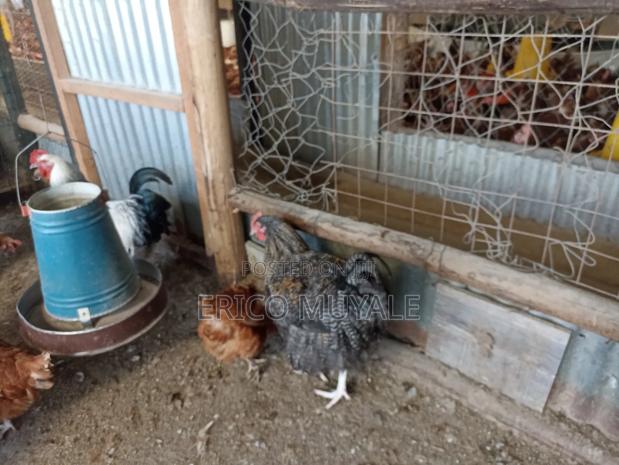 Ornamental Birds - thumbnail 6