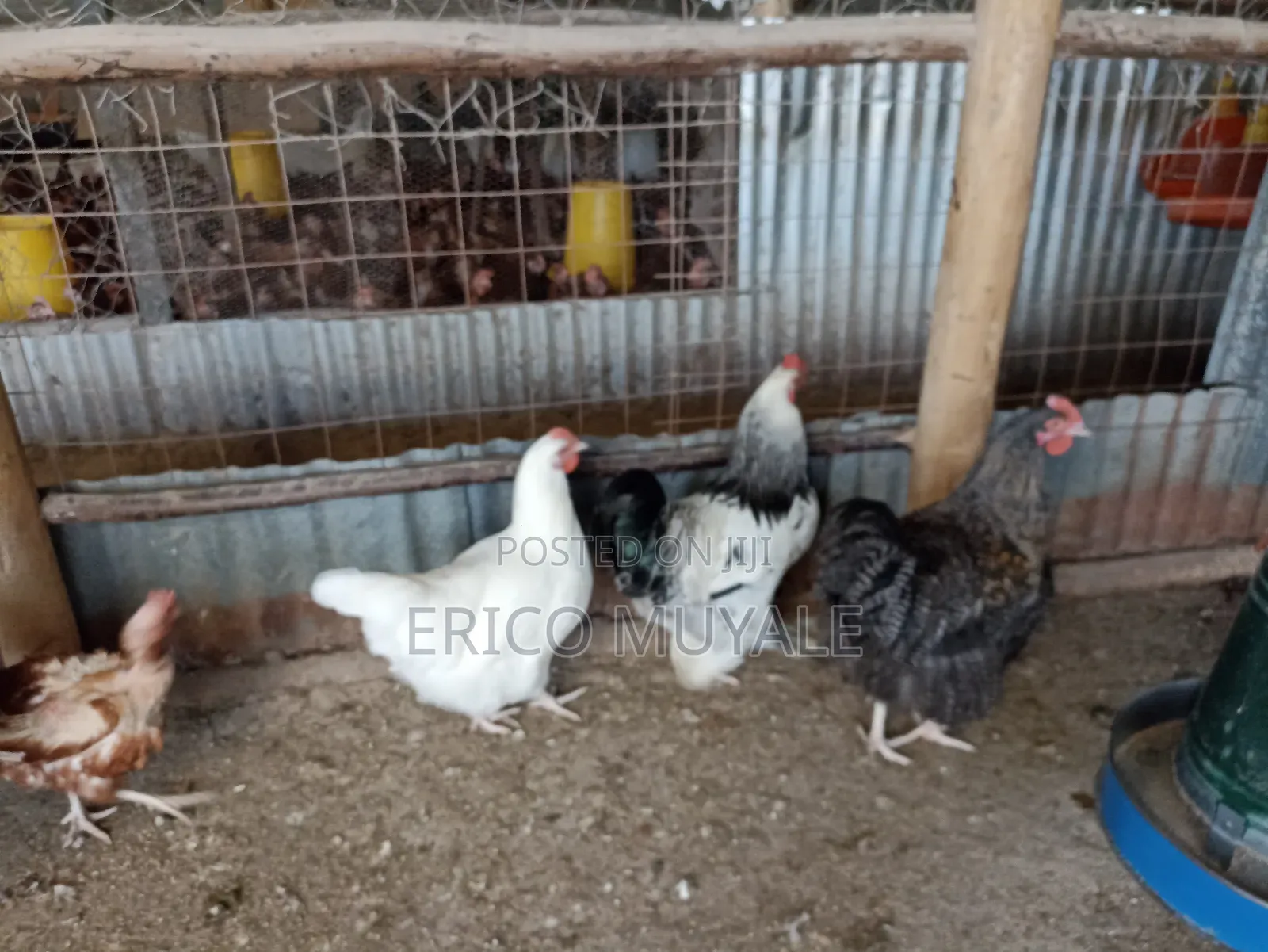 Ornamental Birds
