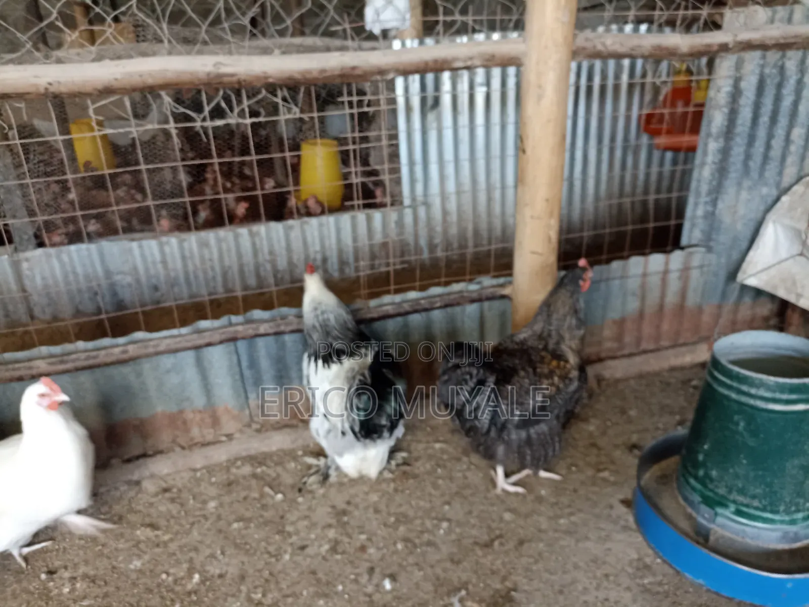 Ornamental Birds