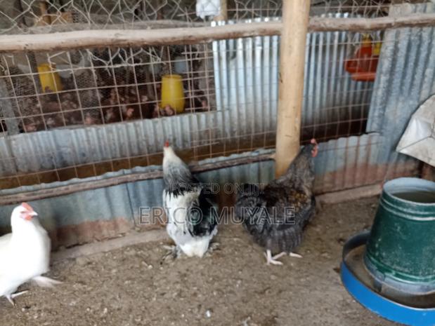 Ornamental Birds - thumbnail 8