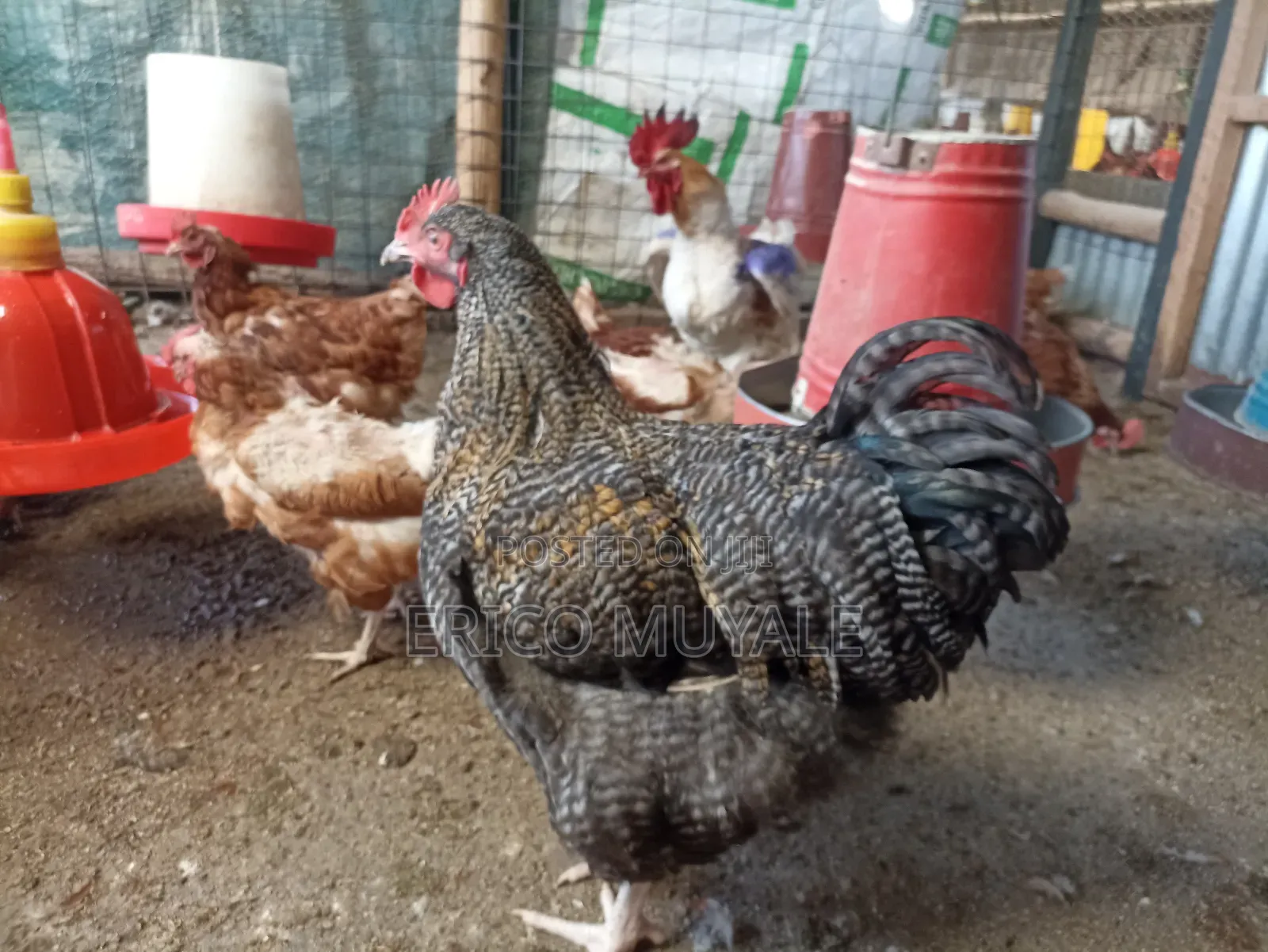 Ornamental Birds