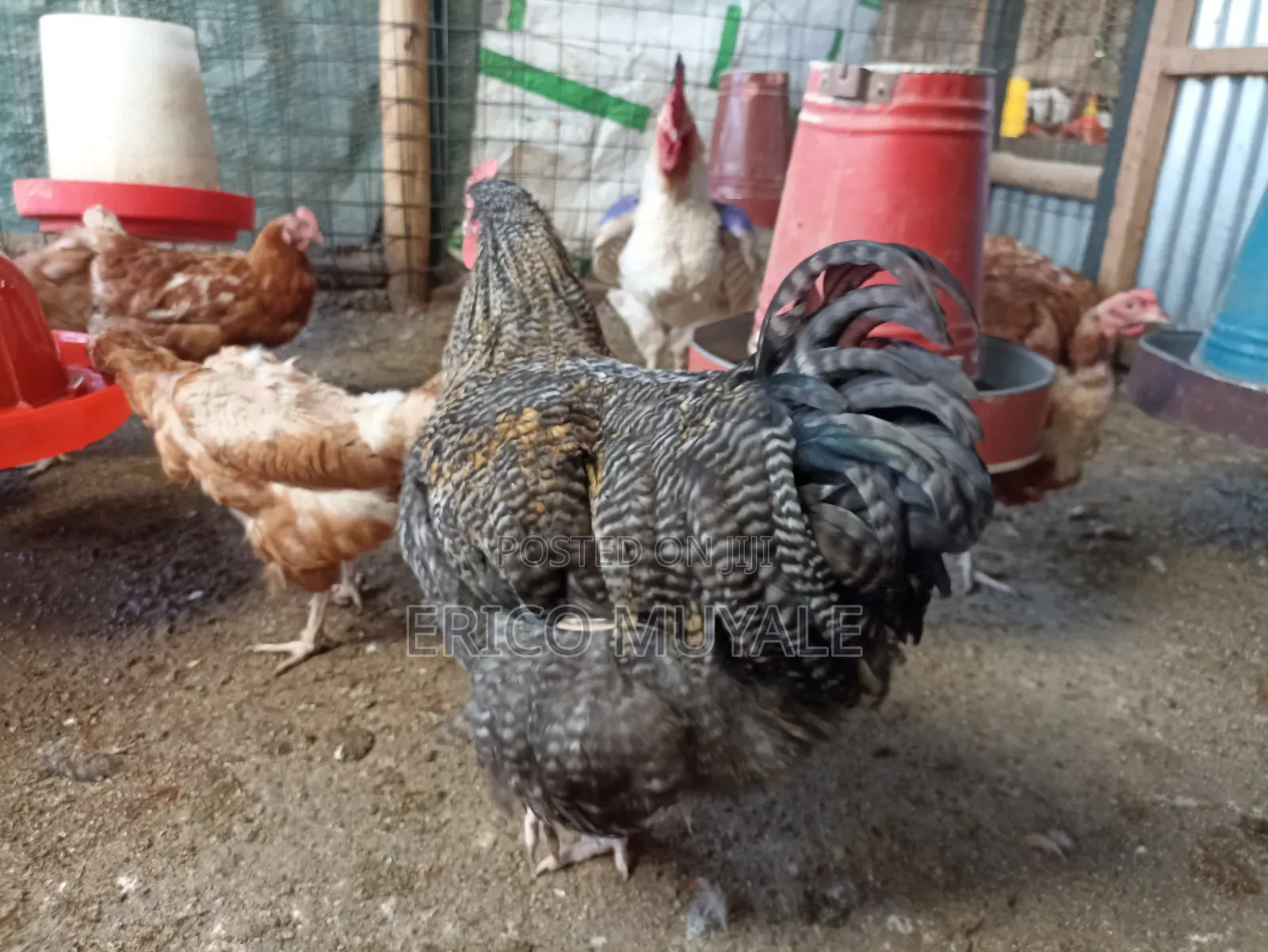 Ornamental Birds