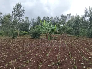 1 Beautiful Acre on Sale at Makuyu-Pundamilia