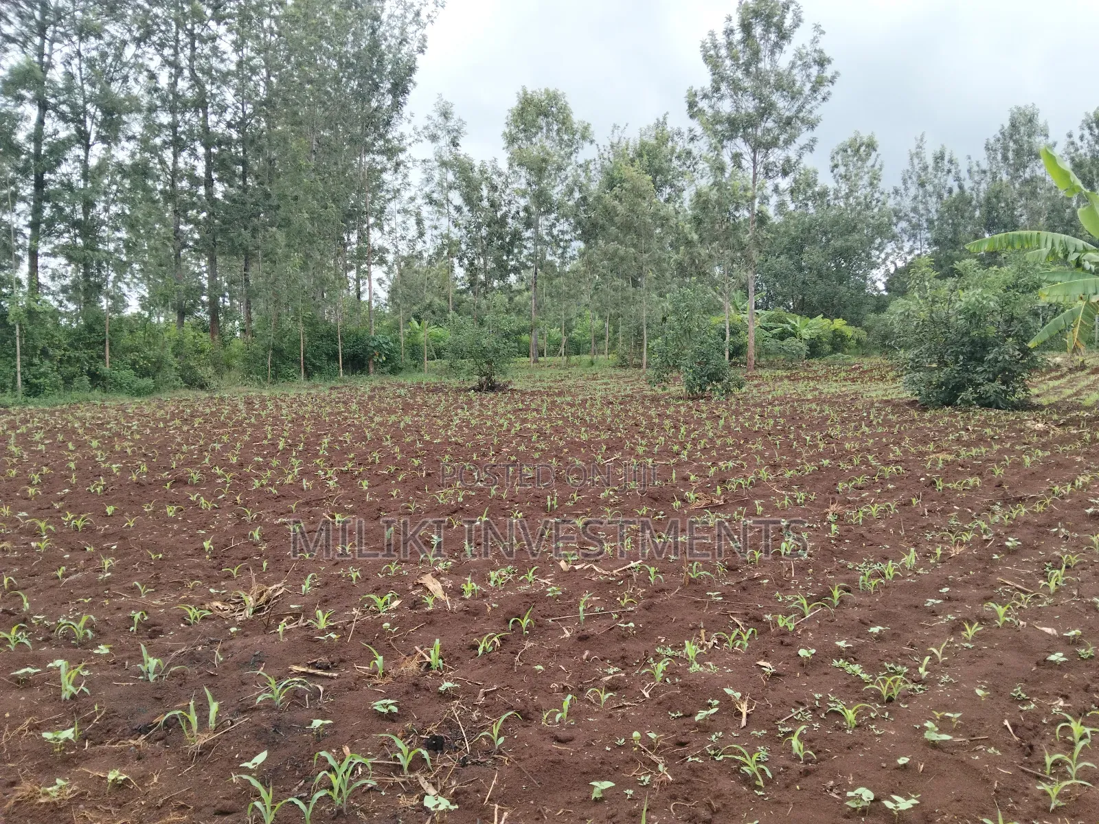 1 Beautiful Acre on Sale at Makuyu-Pundamilia