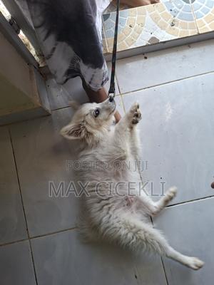 1-3 months Male Purebred Japanese Spitz - thumbnail 2