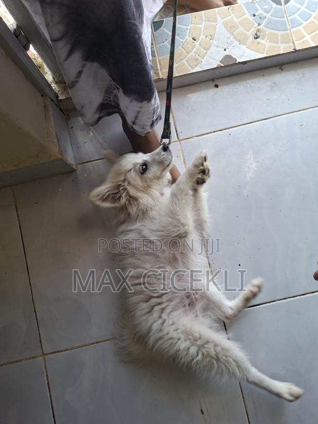 1-3 months Male Purebred Japanese Spitz - main view