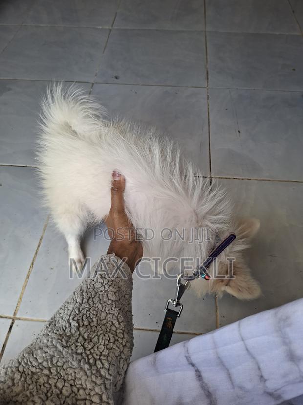 1-3 months Male Purebred Japanese Spitz - thumbnail 3