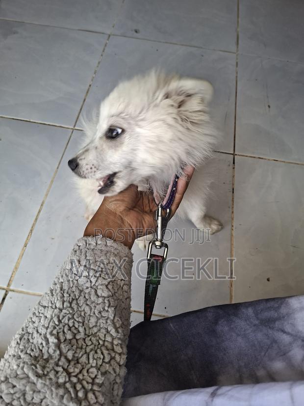 1-3 months Male Purebred Japanese Spitz - thumbnail 4