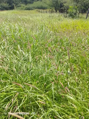 Cenchrus Ciliaris/ African Foxtail Seeds 1kg