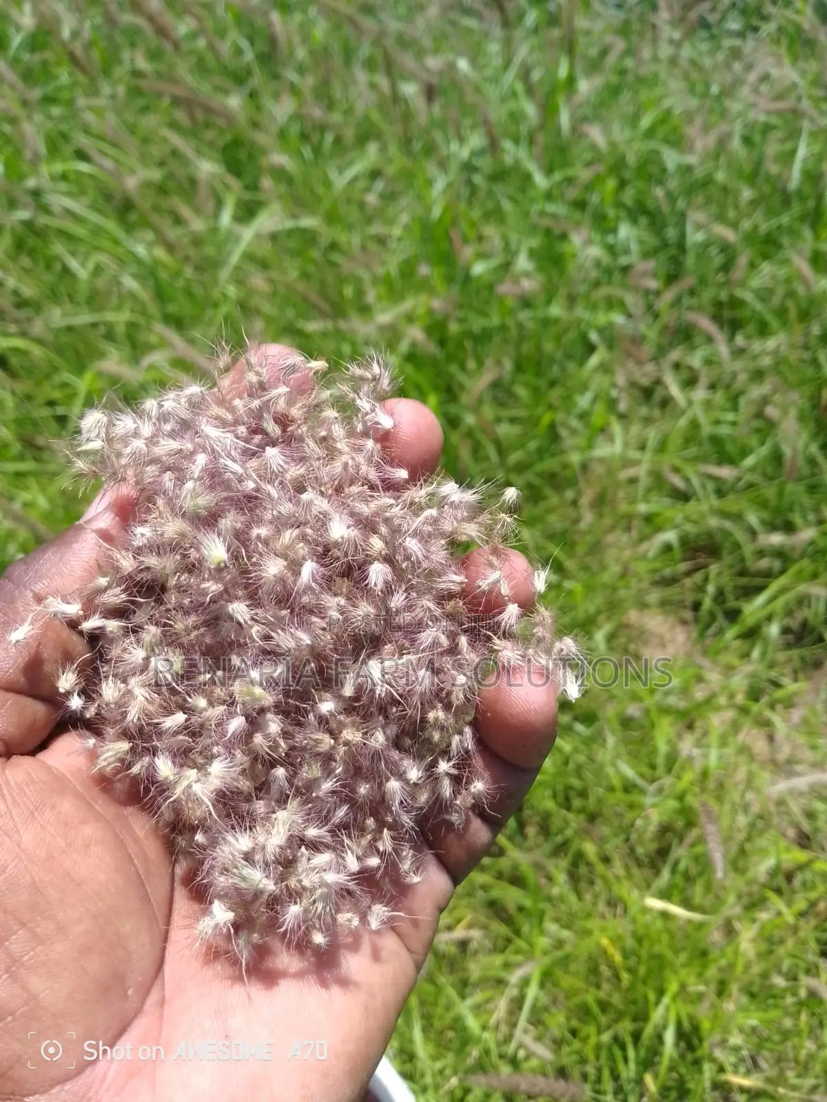 Cenchrus Ciliaris/ African Foxtail Seeds 1kg