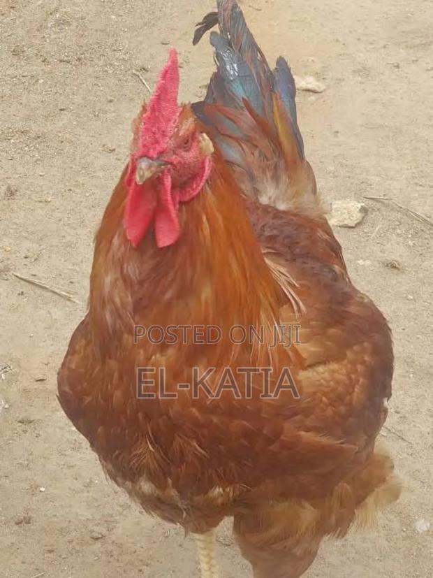 Kienyeji Chicken