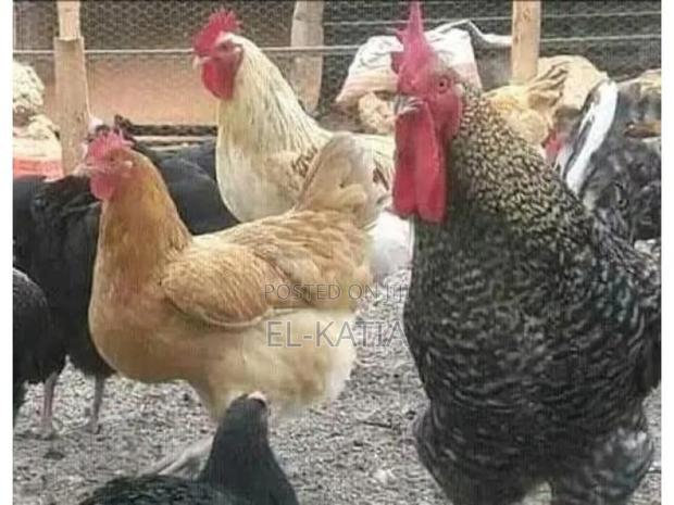 Kienyeji Chicken - thumbnail 2