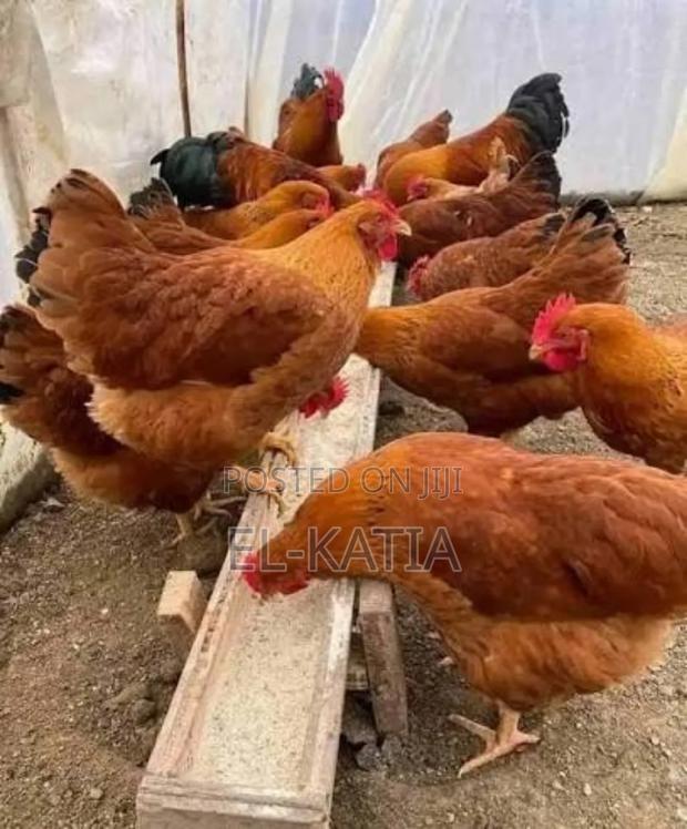 Kienyeji Chicken - thumbnail 3