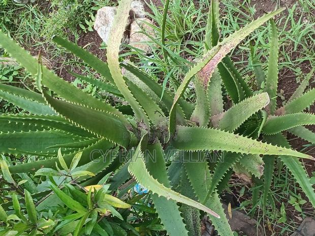 Freshly Aloe Vera - thumbnail 4
