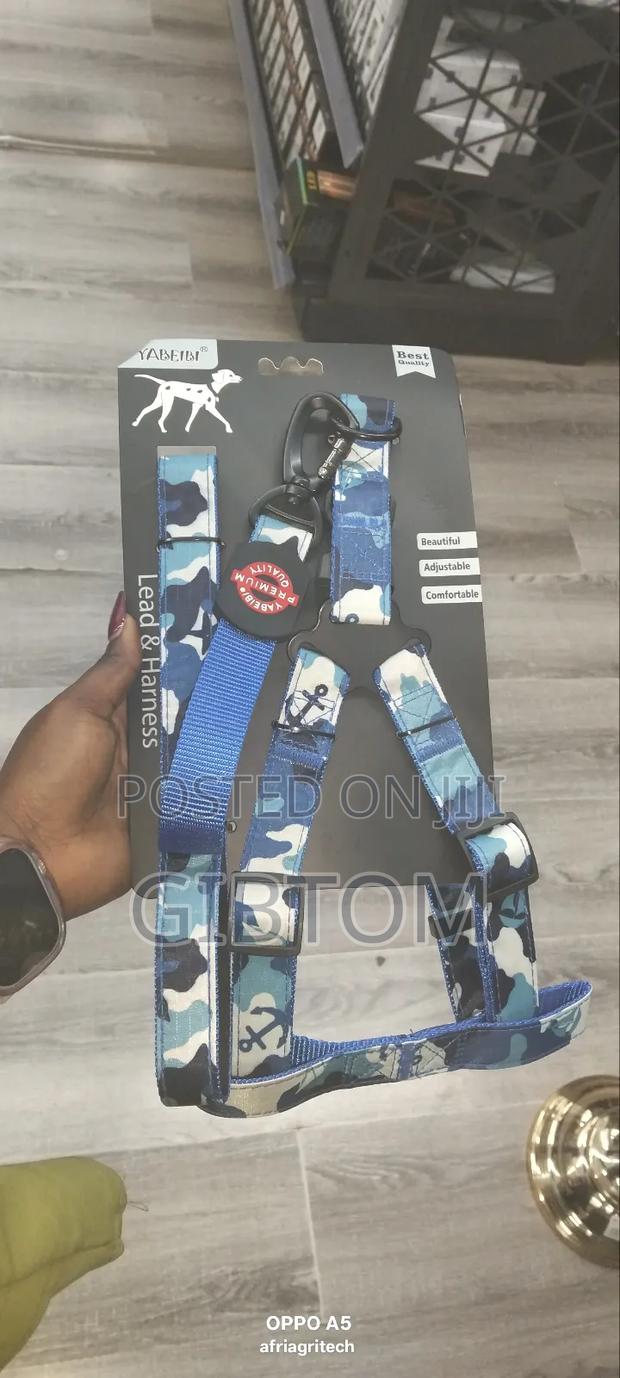 Dog Lead and Harness - main view