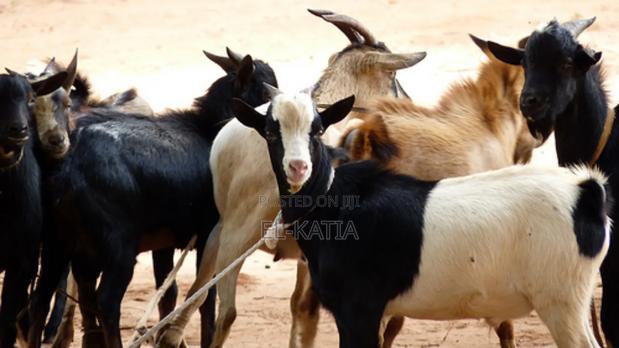 Goat of Good Price