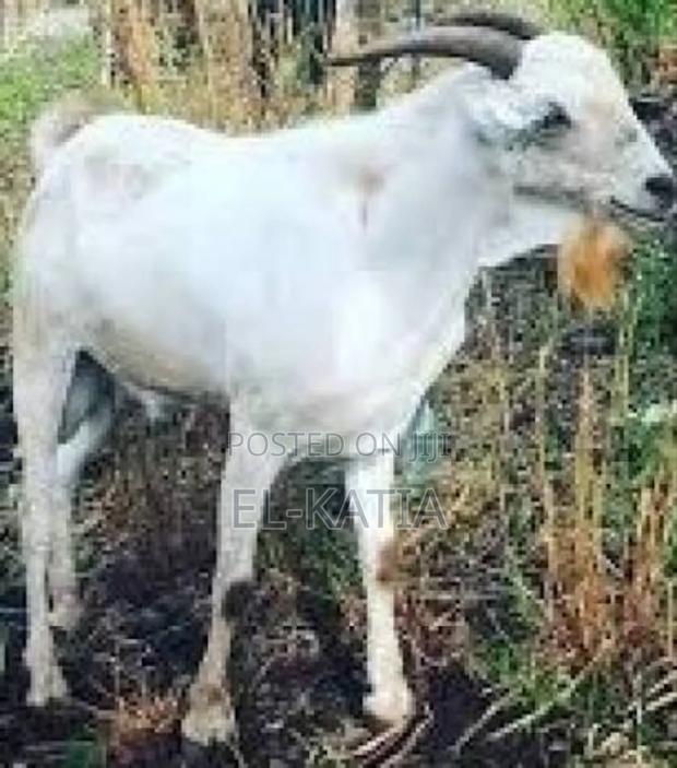 Goat of Good Price - thumbnail 2