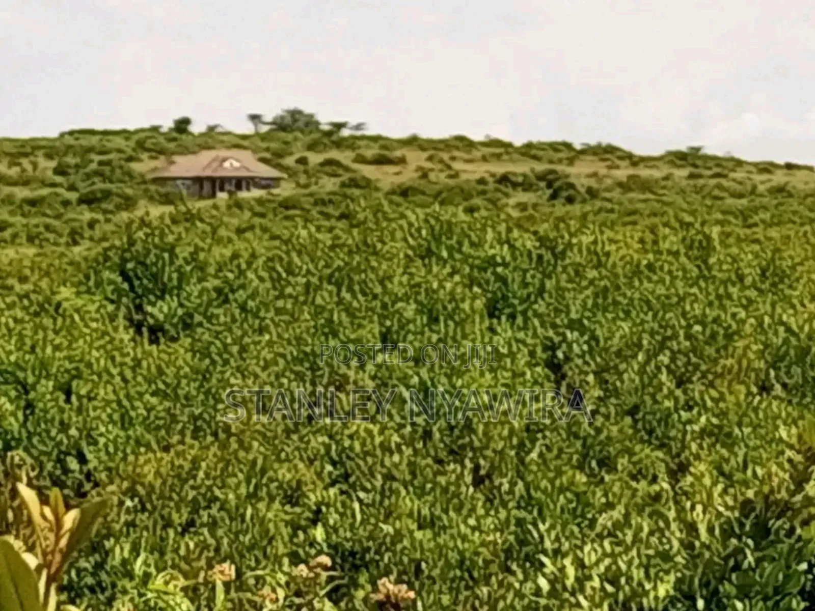16 Acrea Nanyuki Nauritia Tarmac