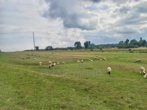 16 Acrea Nanyuki Nauritia Tarmac