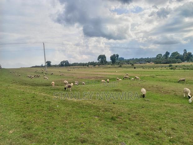16 Acrea Nanyuki Nauritia Tarmac - thumbnail 3